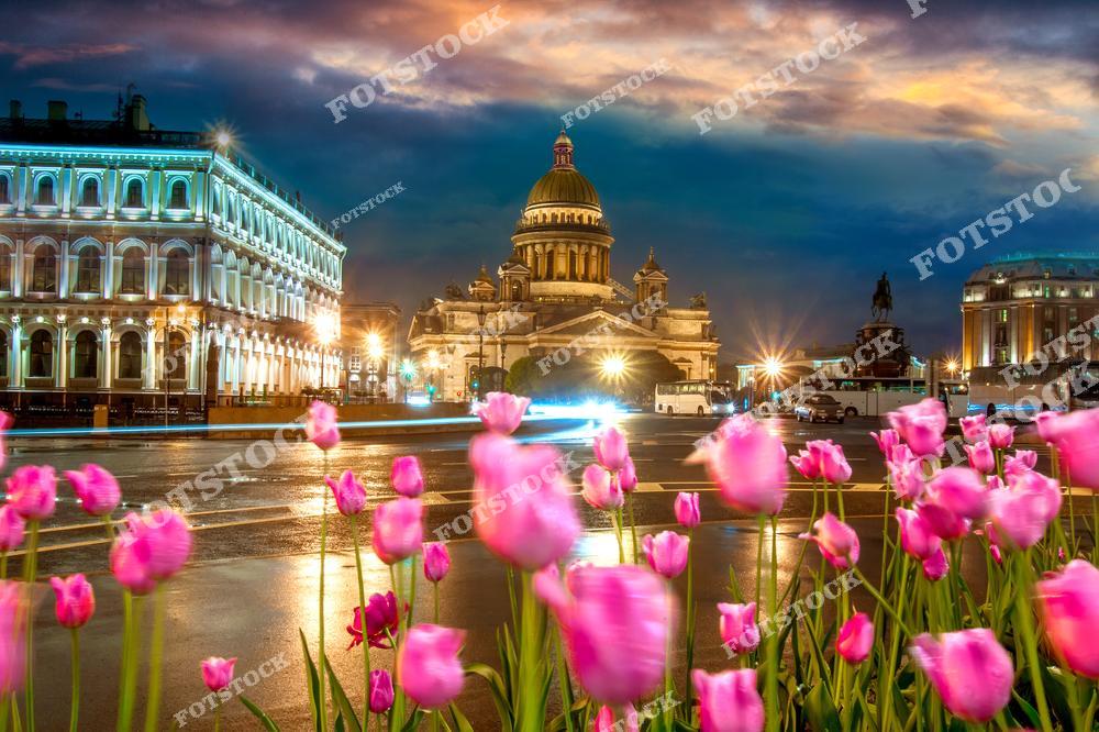 В центре композиции — Исаакиевский собор, освещённый на фоне вечернего неба. На переднем плане — яркие розовые тюльпаны, высаженные вдоль Исаакиевской площади. Слева и справа кадра — исторические здания с архитектурной подсветкой. Видна конная статуя Николая I и элементы классической городской инфраструктуры. Атмосфера сочетает весеннюю свежесть и ночную торжественность.